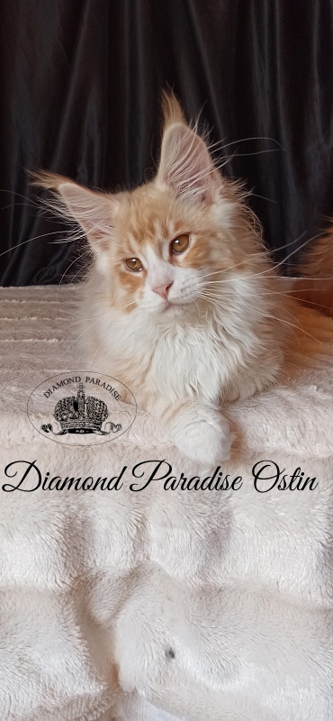 Diamond Paradise Ostin - Kitten maine-coon 3 months 3.5 weeks