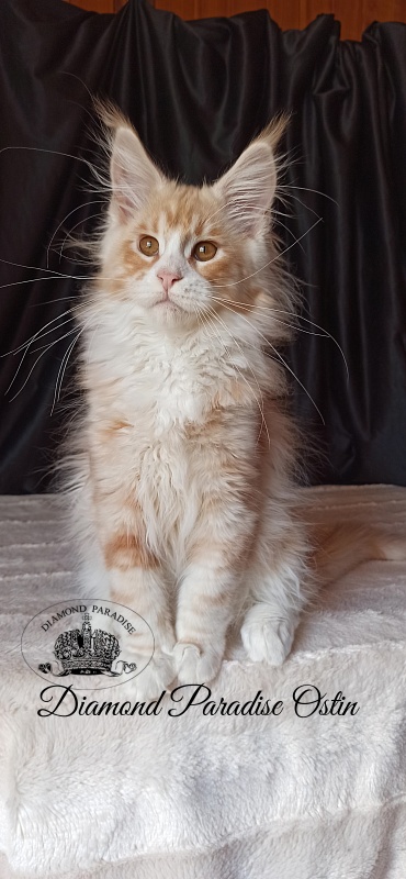Diamond Paradise Ostin - Kitten maine-coon 3 months 3.5 weeks