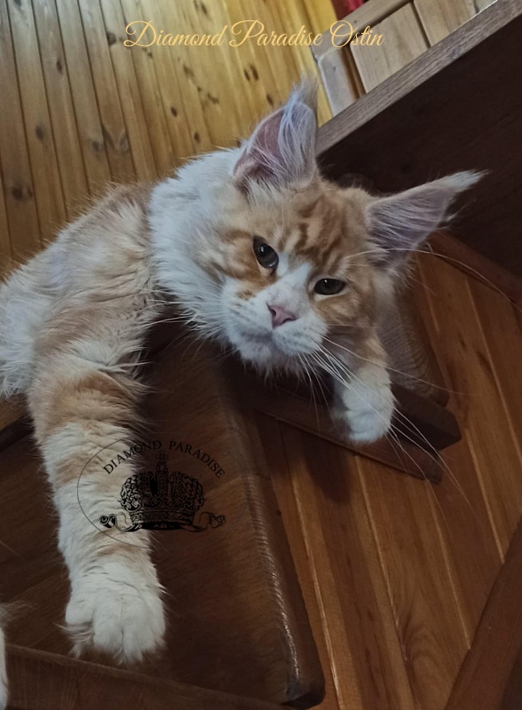 Diamond Paradise Ostin - Kitten maine-coon 6 months 0.5 weeks