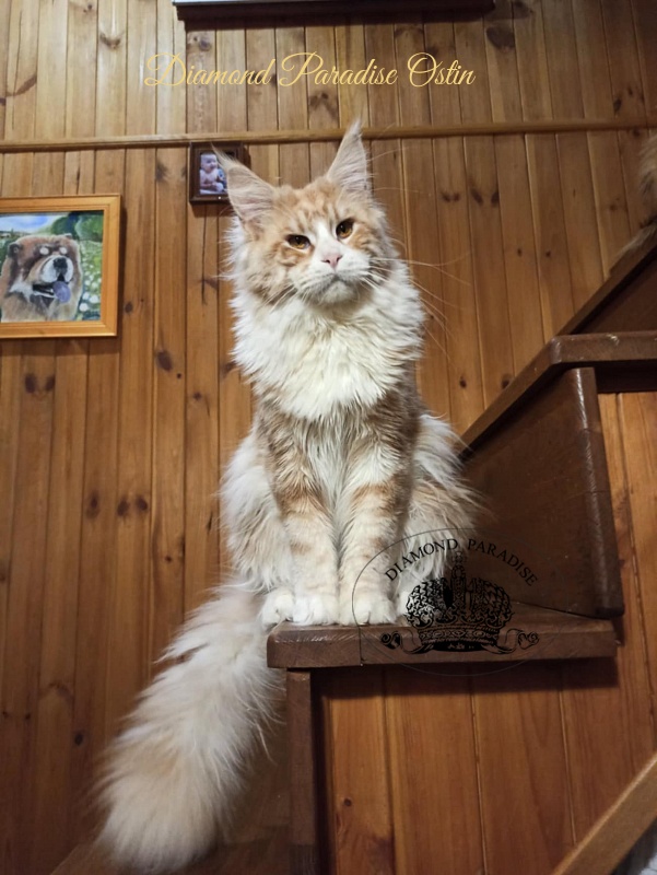 Diamond Paradise Ostin - Adult maine-coon 1 year 1.5 week