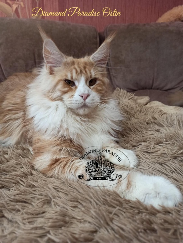 Diamond Paradise Ostin - Junior maine-coon 9 months 0.5 weeks