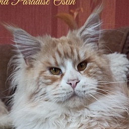 Diamond Paradise Ostin