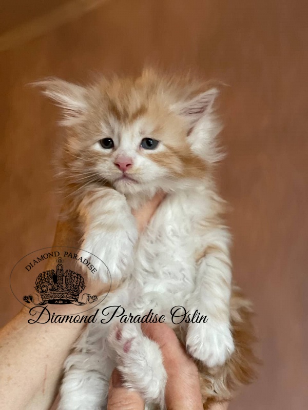 Diamond Paradise Ostin - Kitten maine-coon 1 month 0.5 weeks