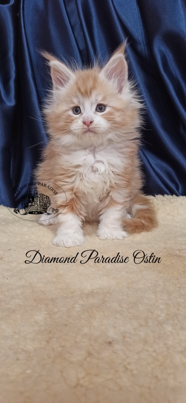 Diamond Paradise Ostin - Kitten maine-coon 1 month 2.5 weeks