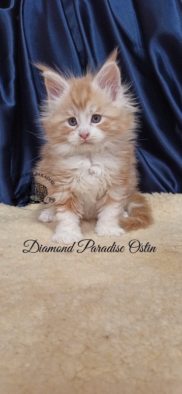 Diamond Paradise Ostin - Kitten maine-coon 1 month 2.5 weeks