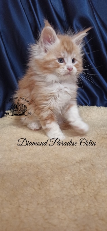 Diamond Paradise Ostin - Kitten maine-coon 1 month 2.5 weeks