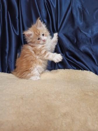 Diamond Paradise Ostin - Kitten maine-coon 1 month 2.5 weeks