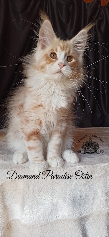 Diamond Paradise Ostin - Kitten maine-coon 3 months 3.5 weeks