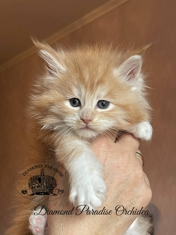 Diamond Paradise Orchidea - Kitten maine-coon 1 month 0.5 weeks