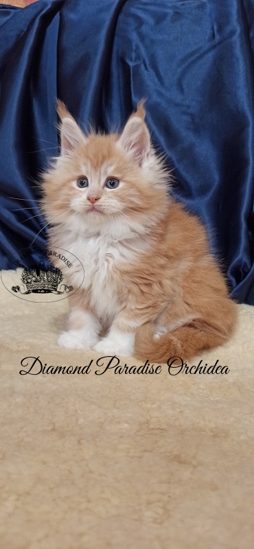 Diamond Paradise Orchidea - Kitten maine-coon 1 month 2.5 weeks