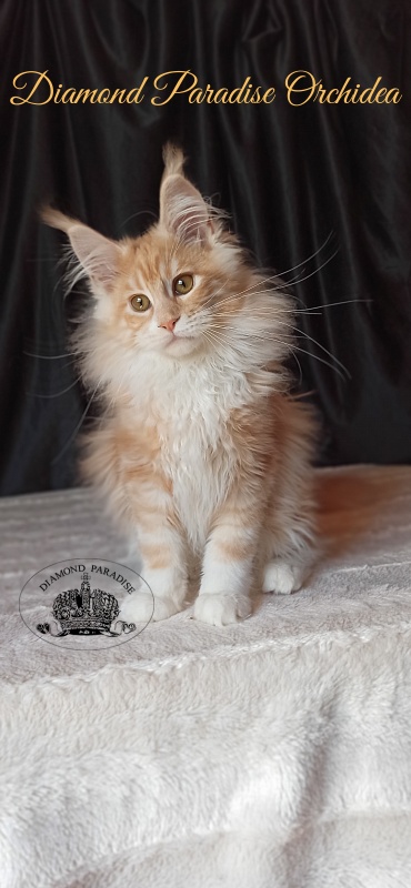 Diamond Paradise Orchidea - Kitten maine-coon 3 months 3.5 weeks