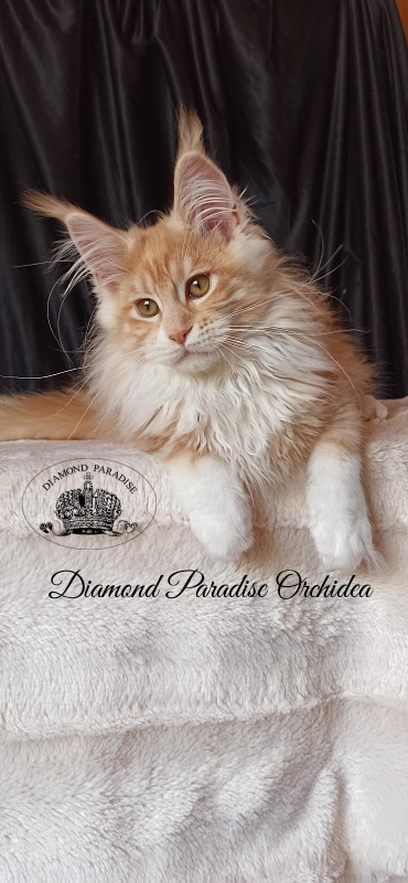 Diamond Paradise Orchidea - Kitten maine-coon 3 months 3.5 weeks