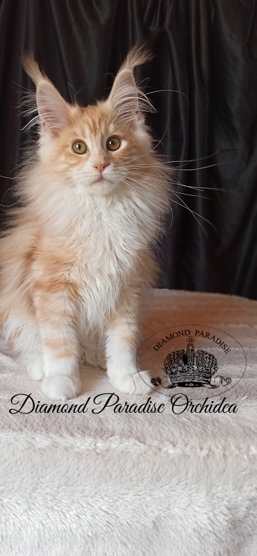 Diamond Paradise Orchidea - Kitten maine-coon 3 months 3.5 weeks