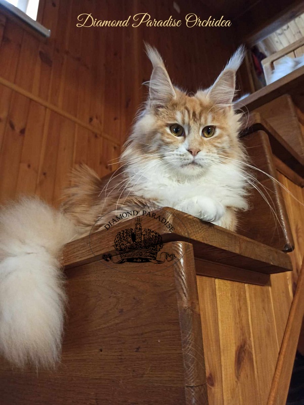 Diamond Paradise Orchidea - Junior maine-coon 8 months 2.5 weeks
