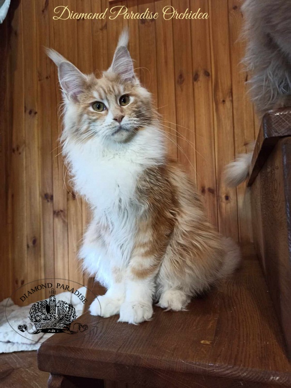 Diamond Paradise Orchidea - Junior maine-coon 8 months 2.5 weeks