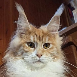 Diamond Paradise Orchidea