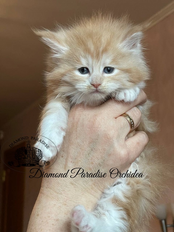Diamond Paradise Orchidea - Kitten maine-coon 1 month 0.5 weeks