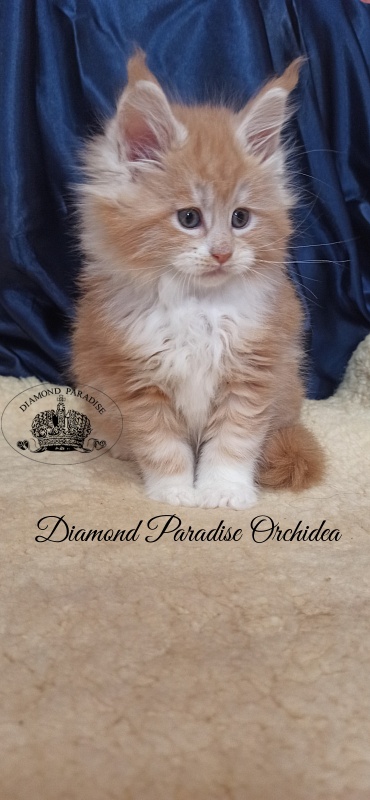 Diamond Paradise Orchidea - Kitten maine-coon 1 month 2.5 weeks