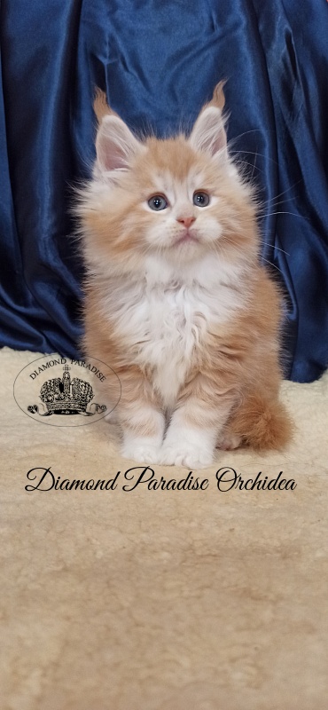 Diamond Paradise Orchidea - Kitten maine-coon 1 month 2.5 weeks