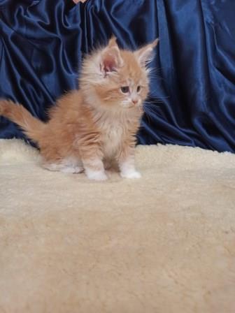 Diamond Paradise Orchidea - Kitten maine-coon 1 month 2.5 weeks