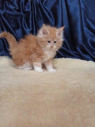 Diamond Paradise Orchidea - Kitten maine-coon 1 month 2.5 weeks