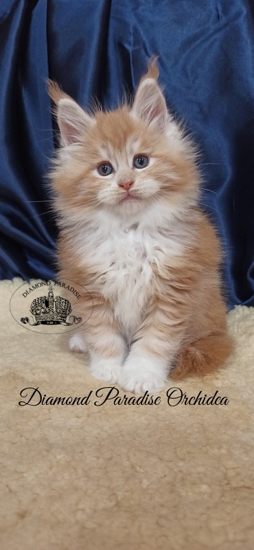 Diamond Paradise Orchidea - Kitten maine-coon 1 month 2.5 weeks