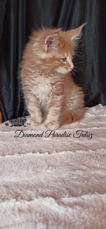 Diamond Paradise Tuluz - Kitten maine-coon 1 month 3 weeks