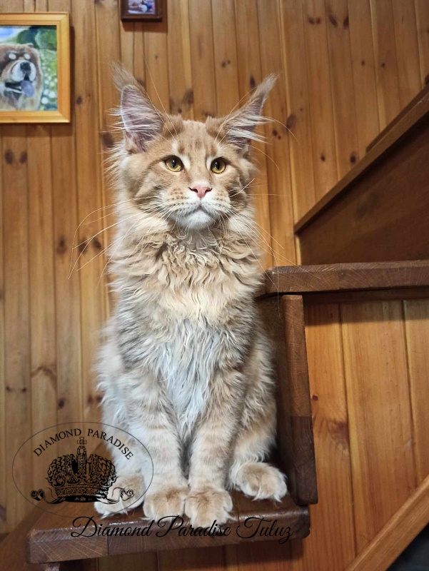 Diamond Paradise Tuluz - Kitten maine-coon 5 months 2.5 weeks