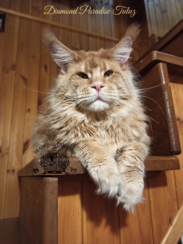 Diamond Paradise Tuluz - Adult maine-coon 1 year 2 months 0.5 weeks