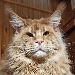 Diamond Paradise Tuluz