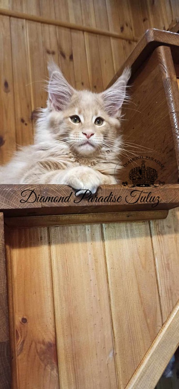 Diamond Paradise Tuluz - Kitten maine-coon 2 months 2 weeks