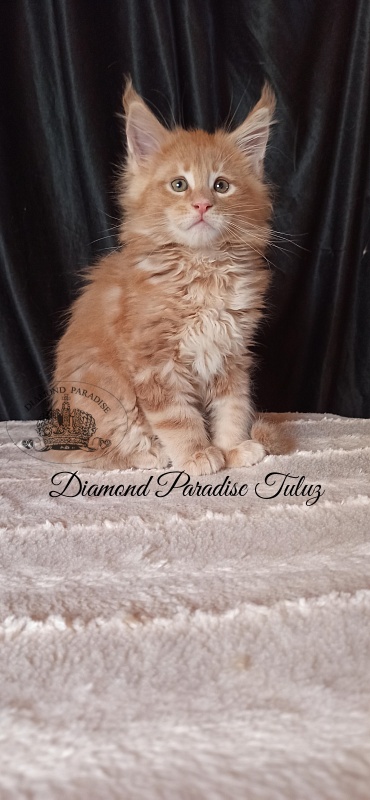 Diamond Paradise Tuluz - Kitten maine-coon 1 month 3 weeks