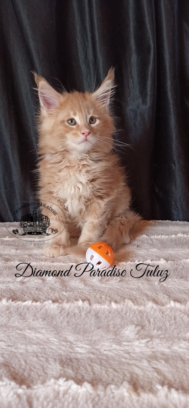 Diamond Paradise Tuluz - Kitten maine-coon 1 month 3 weeks