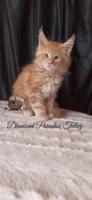 Diamond Paradise Tuluz - Kitten maine-coon 1 month 3 weeks