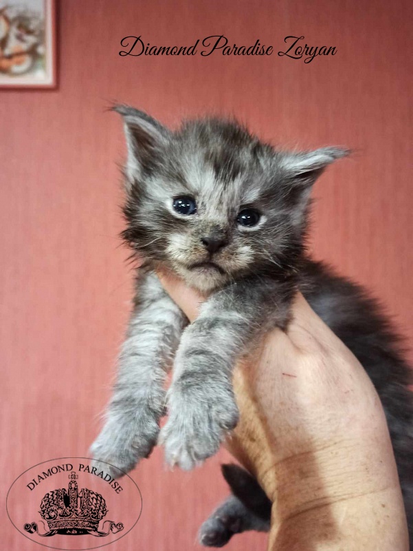 Diamond Paradise Zoryan - Kitten maine-coon 3.5 weeks