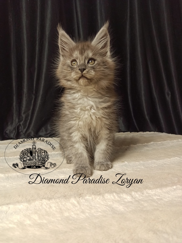 Diamond Paradise Zoryan - Kitten maine-coon 2 months