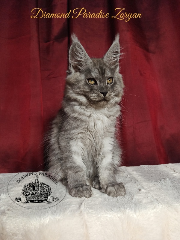 Diamond Paradise Zoryan - Kitten maine-coon 3 months 1 week