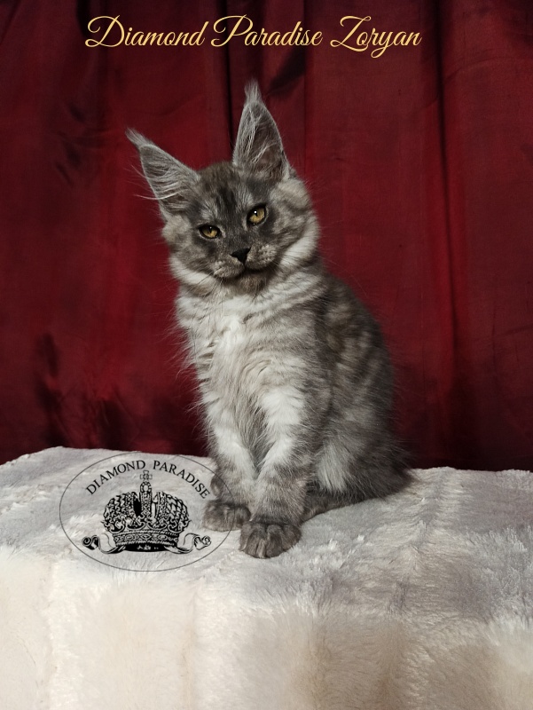 Diamond Paradise Zoryan - Kitten maine-coon 3 months 1 week