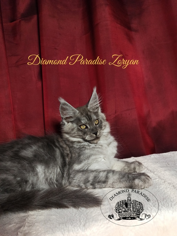 Diamond Paradise Zoryan - Kitten maine-coon 3 months 1 week