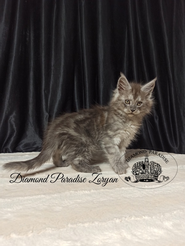 Diamond Paradise Zoryan - Kitten maine-coon 2 months