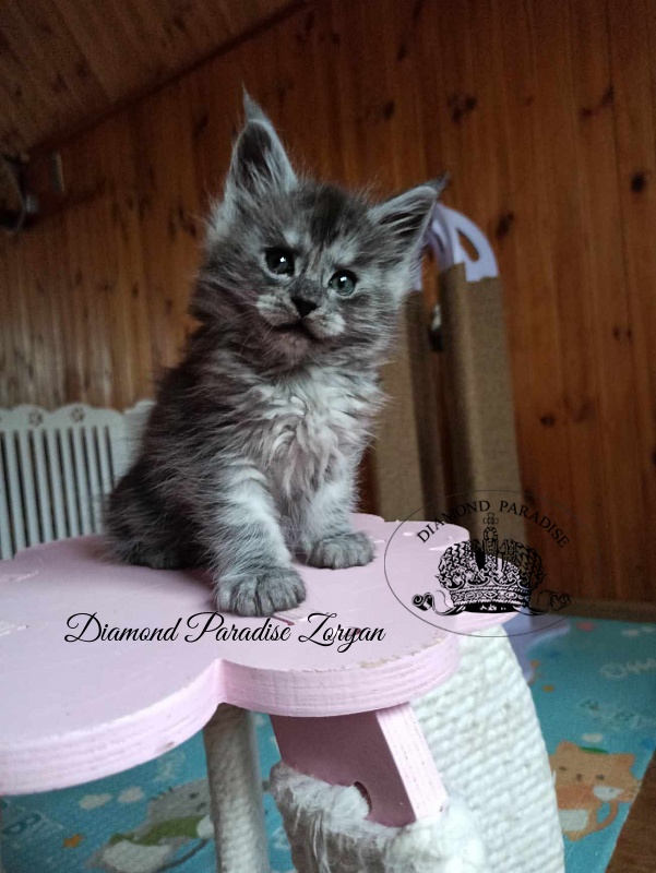 Diamond Paradise Zoryan - Kitten maine-coon 1 month 2 weeks