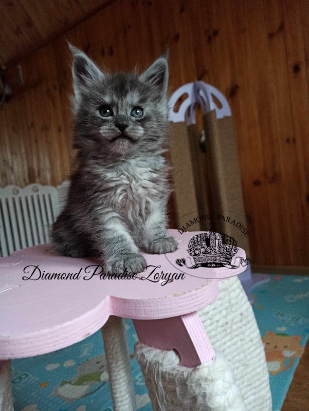 Diamond Paradise Zoryan - Kitten maine-coon 1 month 2 weeks
