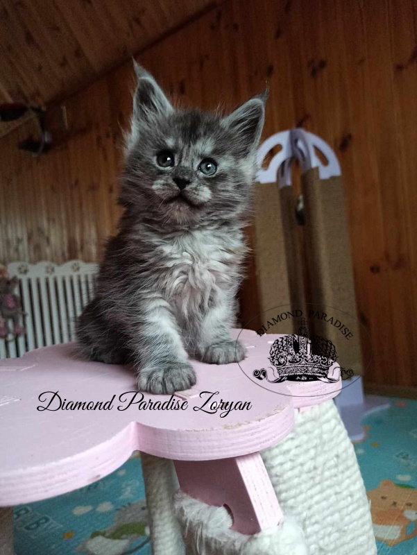 Diamond Paradise Zoryan - Kitten maine-coon 1 month 2 weeks