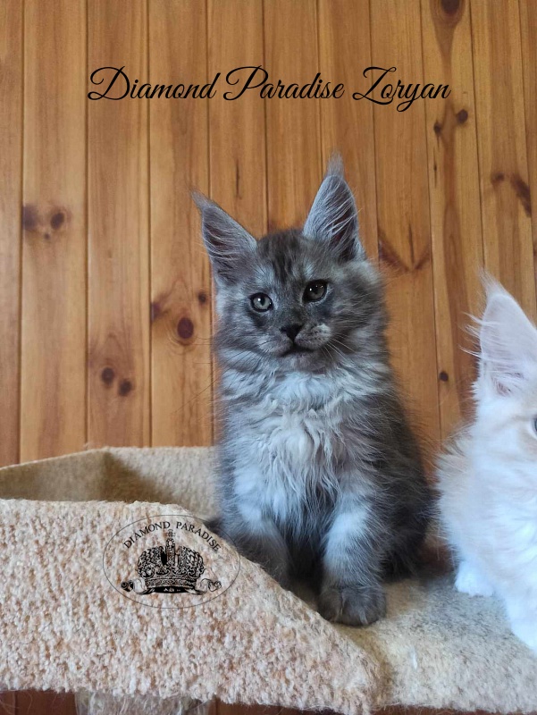 Diamond Paradise Zoryan - Kitten maine-coon 2 months 2.5 weeks