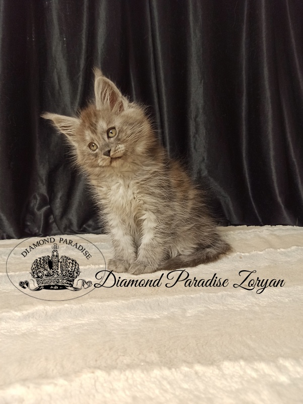 Diamond Paradise Zoryan - Kitten maine-coon 2 months