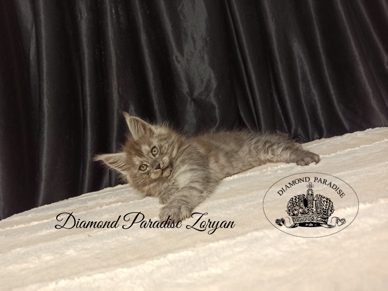 Diamond Paradise Zoryan - Kitten maine-coon 2 months
