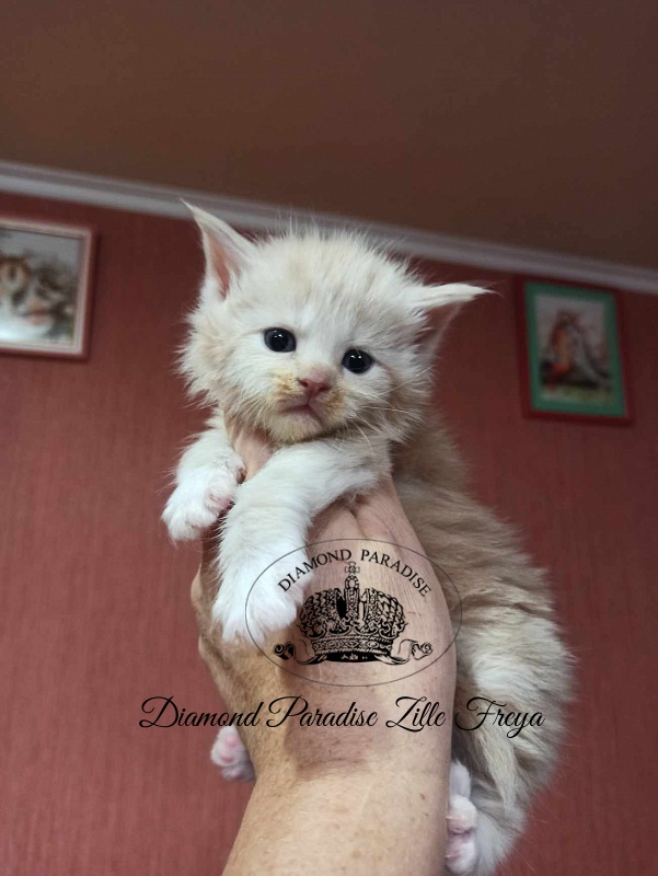 Diamond Paradise Zille Freya - Kitten maine-coon 3.5 weeks