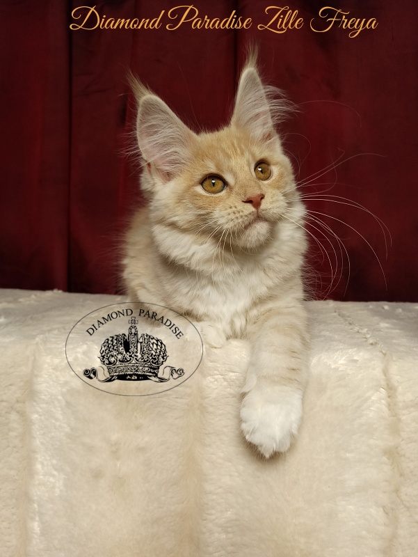 Diamond Paradise Zille Freya - Kitten maine-coon 3 months 1 week