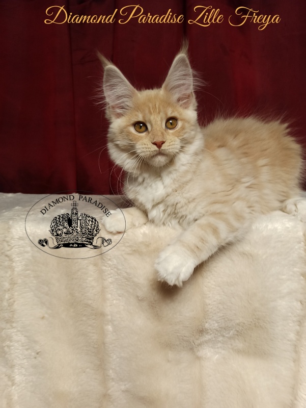 Diamond Paradise Zille Freya - Kitten maine-coon 3 months 1 week