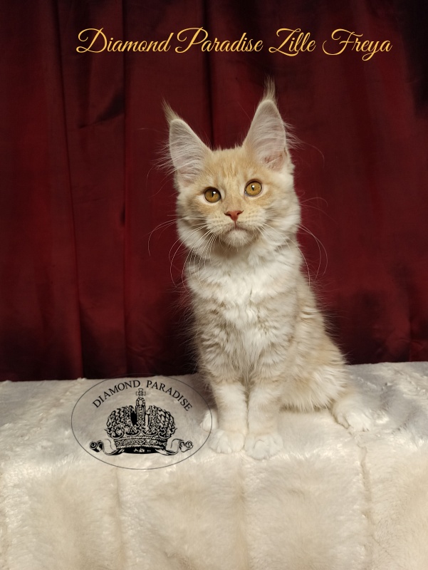 Diamond Paradise Zille Freya - Kitten maine-coon 3 months 1 week